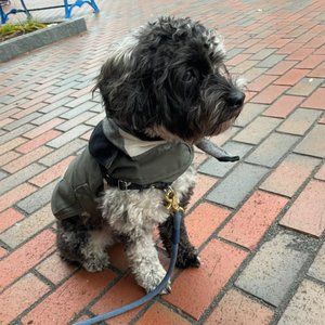 Carhartt Dog Coat Small